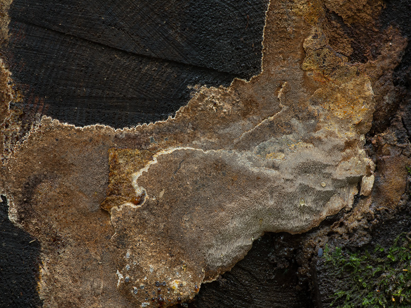 Phellinus pouzarii